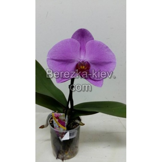Орхидея 1 ветка (Синголо) Фиолетовый